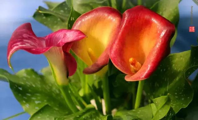 多姿多彩马蹄莲,彩色马蹄莲优雅高贵