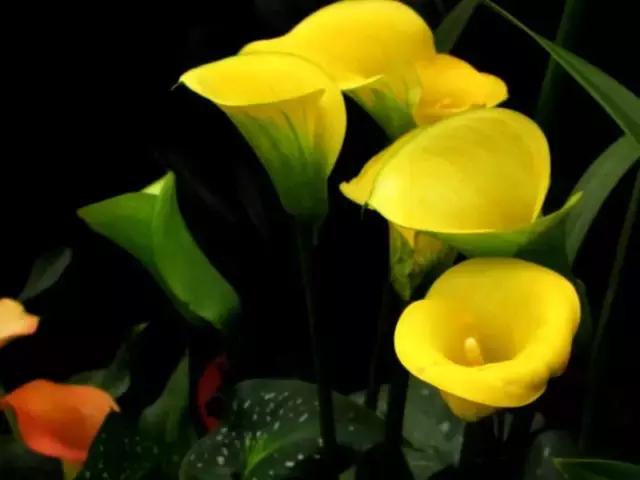 多姿多彩马蹄莲,彩色马蹄莲优雅高贵