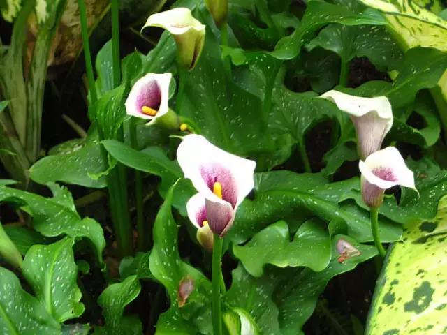 多姿多彩马蹄莲,彩色马蹄莲优雅高贵