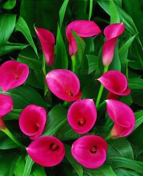 多姿多彩马蹄莲,彩色马蹄莲优雅高贵