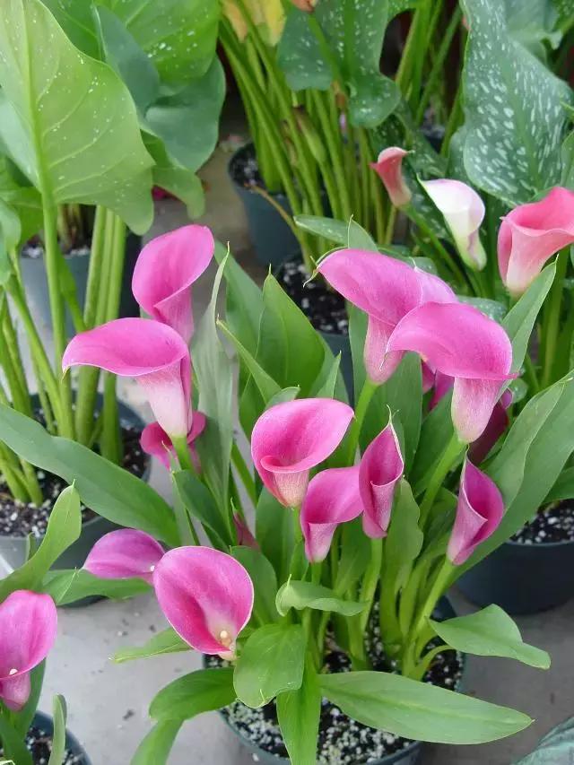 多姿多彩马蹄莲,彩色马蹄莲优雅高贵