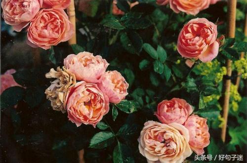 七夕情人节的心情短句,关于七夕的句子感动人