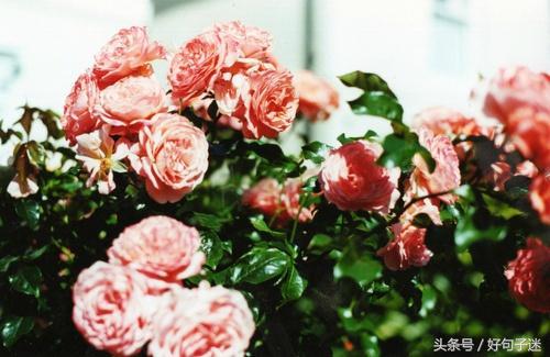 七夕情人节的心情短句,关于七夕的句子感动人