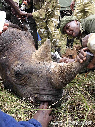 犀牛角对比图片,原生犀牛角的特征与图片
