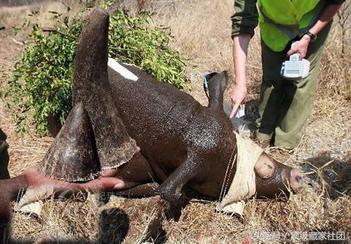 犀牛角对比图片,原生犀牛角的特征与图片