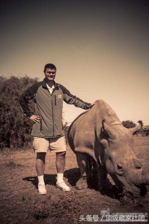 犀牛角对比图片,原生犀牛角的特征与图片