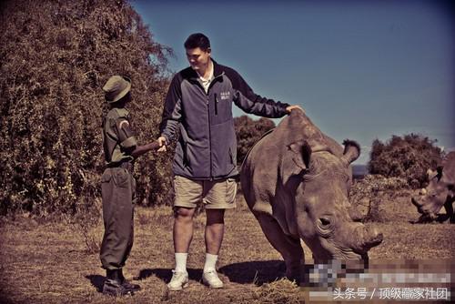 犀牛角对比图片,原生犀牛角的特征与图片