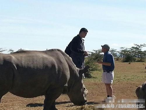 犀牛角对比图片,原生犀牛角的特征与图片
