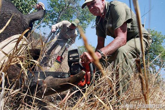 犀牛角对比图片,原生犀牛角的特征与图片