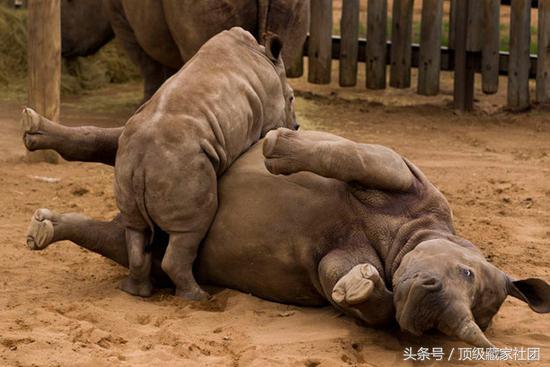 犀牛角对比图片,原生犀牛角的特征与图片