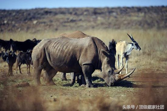 犀牛角对比图片,原生犀牛角的特征与图片