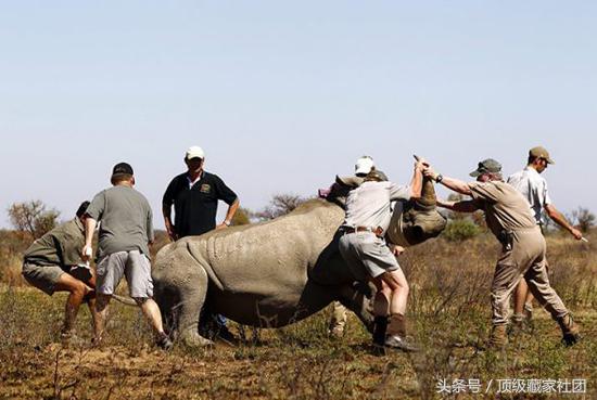 犀牛角对比图片,原生犀牛角的特征与图片
