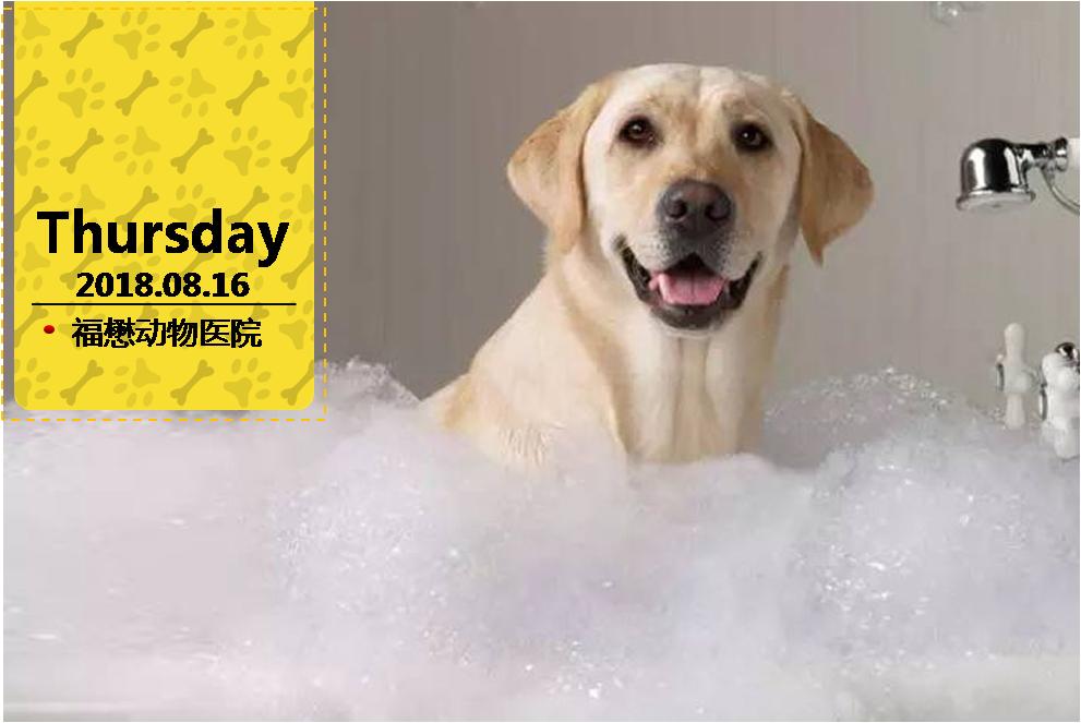 宠物医院里面的狗狗都怎么样了,福懋动物医院狗一直掉毛正常吗