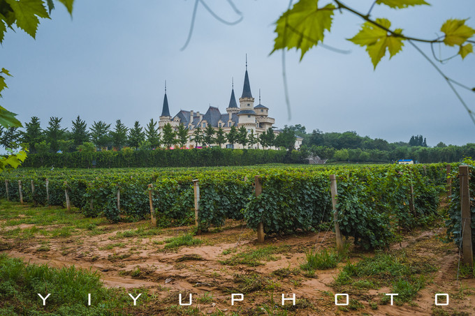 北京密云张裕爱斐堡国际酒庄心得,北京密云张裕爱斐堡国际酒庄团建