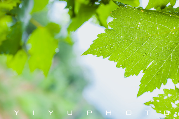 北京密云张裕爱斐堡国际酒庄心得,北京密云张裕爱斐堡国际酒庄团建