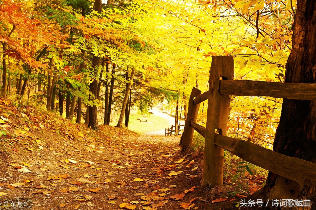 描写秋天的诗最简单的15首,描写秋天的诗句和古诗文