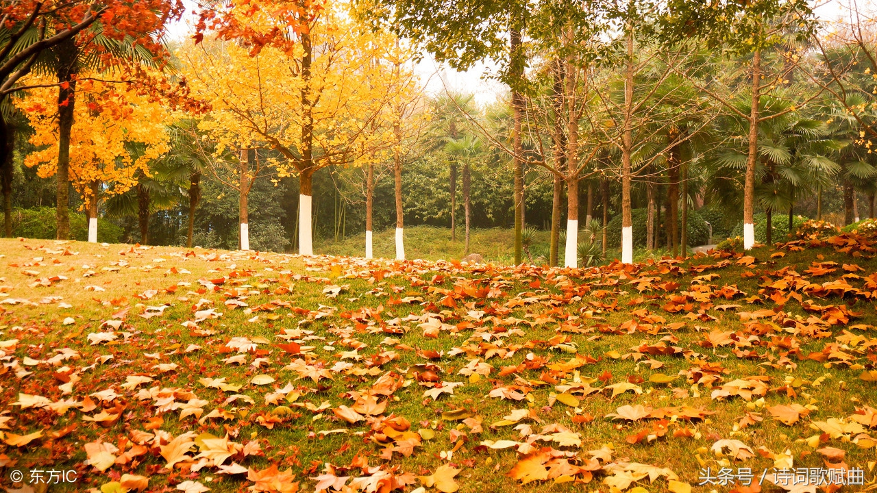 描写秋天的诗最简单的15首,描写秋天的诗句和古诗文