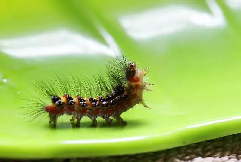 甲维盐高氯杀虫剂特点,拟除虫菊酯类杀虫剂的特点