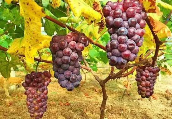 好种又好卖的15个葡萄品种,好种的葡萄苗
