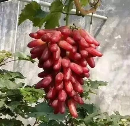 好种又好卖的15个葡萄品种,好种的葡萄苗