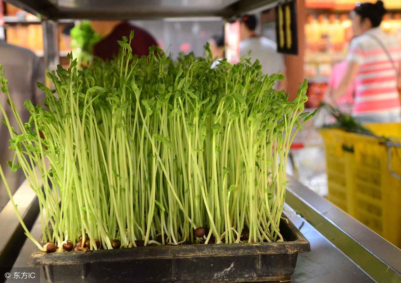 这菜营养不输西兰花,播种20天可采收,连收10次,每亩可达万元!