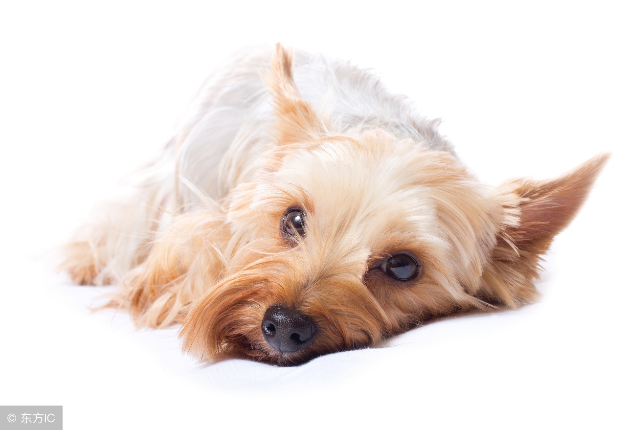 京东旗舰店新店如何运营,京东新店怎么建快车计划