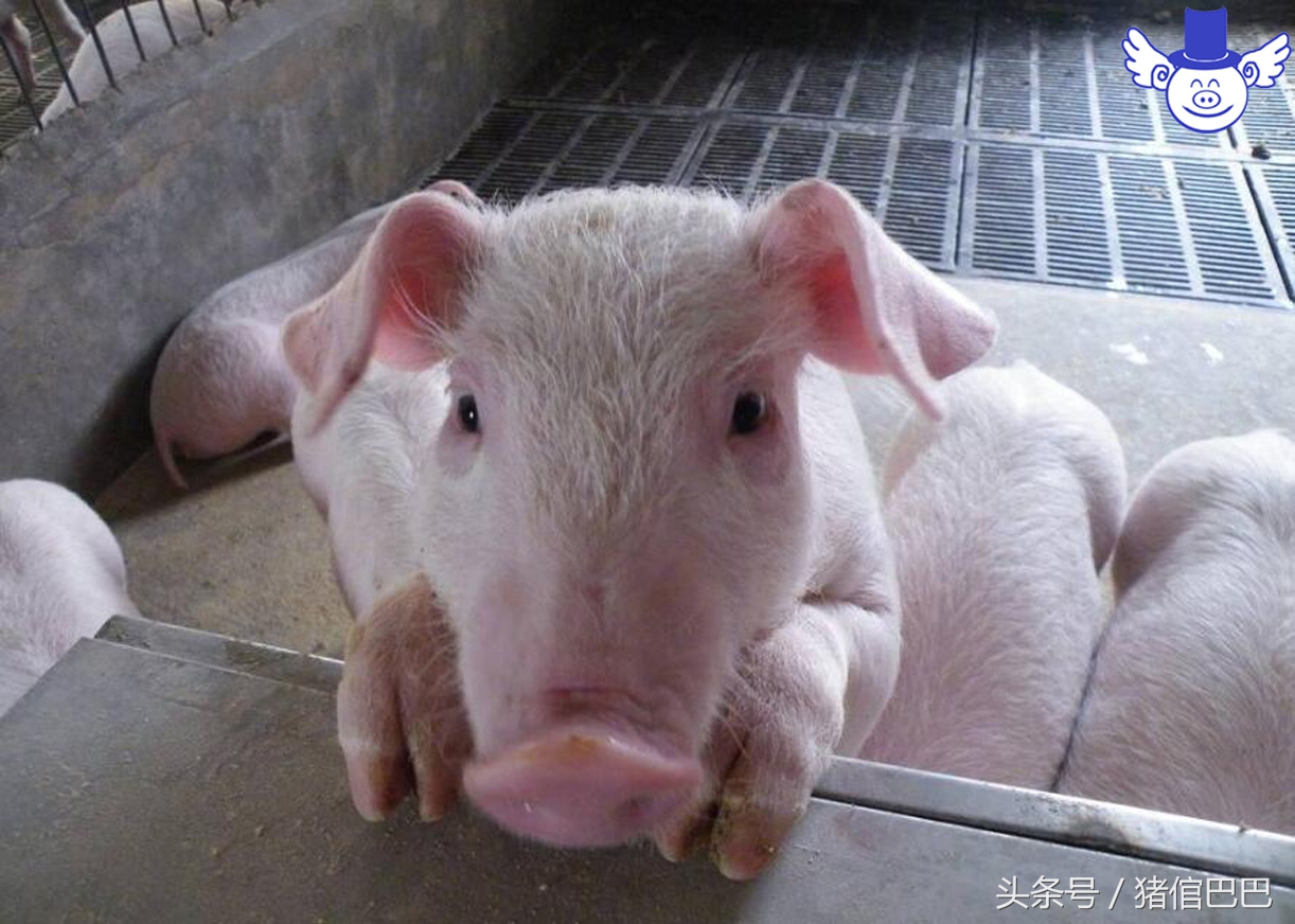 猪死亡率为什么这么高,猪受到惊吓有什么表现