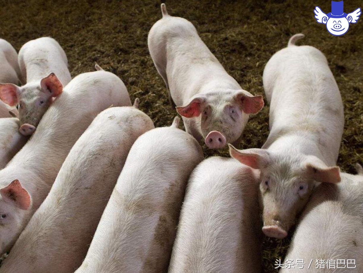 猪死亡率为什么这么高,猪受到惊吓有什么表现