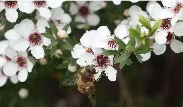 新西兰国宝级麦卢卡蜂蜜,新西兰manuka麦卢卡蜂蜜