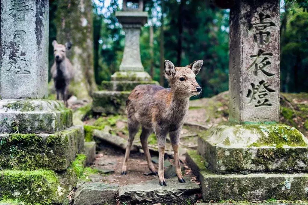 日本机场等候行李视频,日本搬行李视频