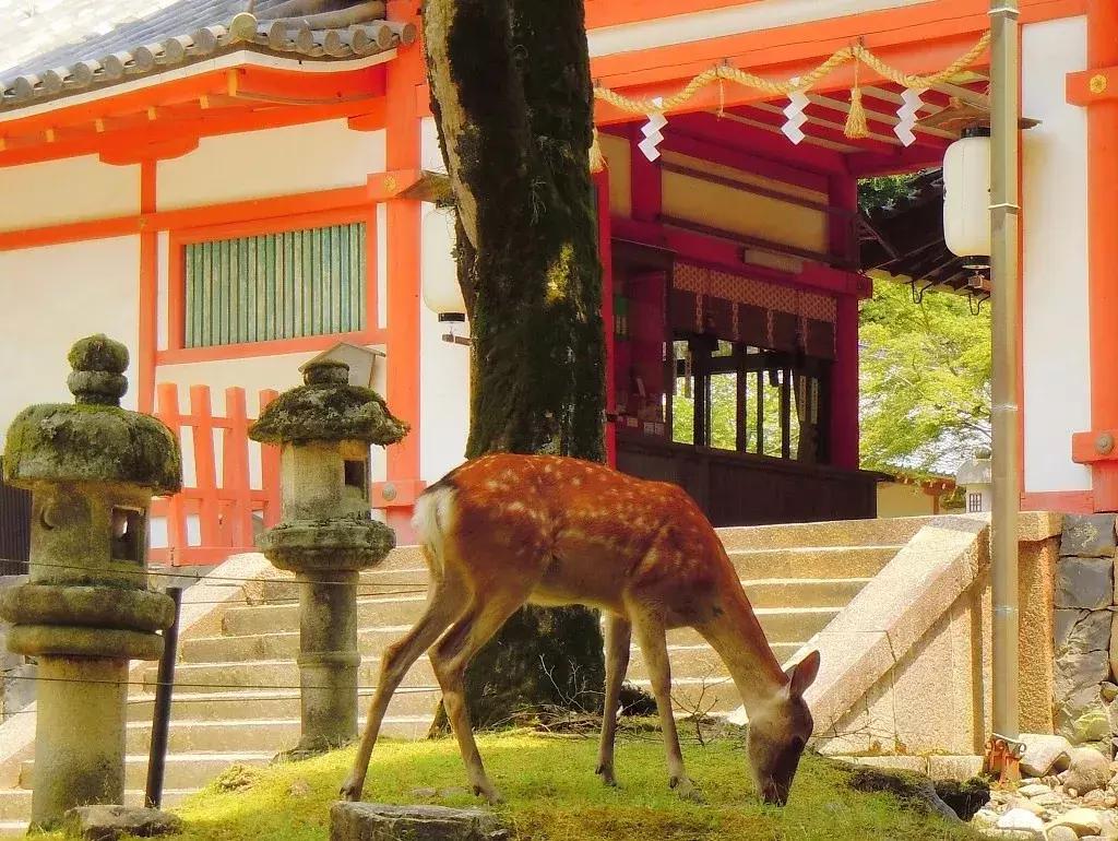 日本机场等候行李视频,日本搬行李视频