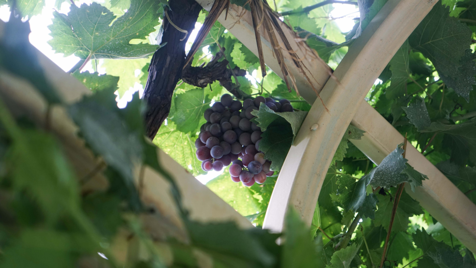 张裕爱斐堡国际酒庄品酒价格,张裕酒庄品酒