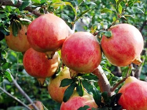 雅诗兰黛突尼斯软籽石榴,被誉为可以吃的雅诗兰黛软籽石榴