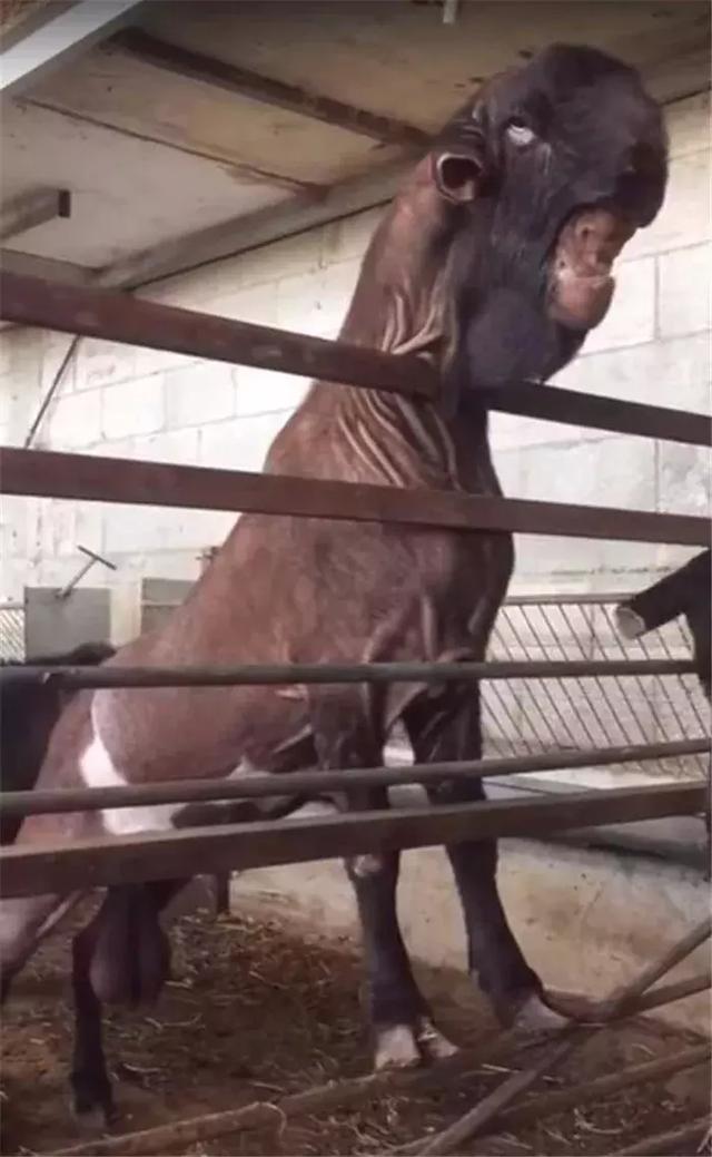 沙特最美羊身价破45万，小时候美如天使，没想到长大后变成灾难！