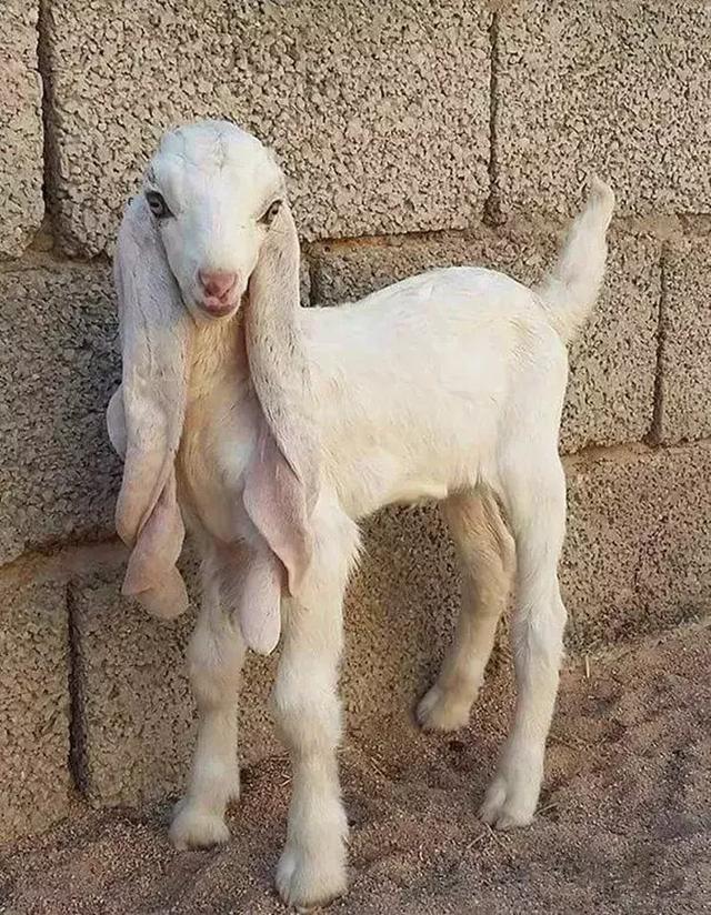 沙特最美羊身价破45万，小时候美如天使，没想到长大后变成灾难！