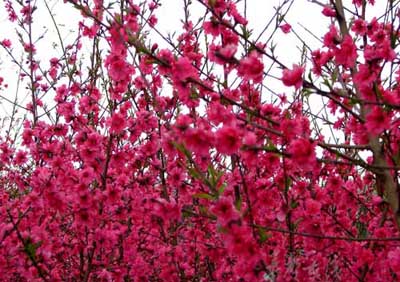 北方花园庭院里的好运风水植物,适合风水好的庭院爬墙的植物