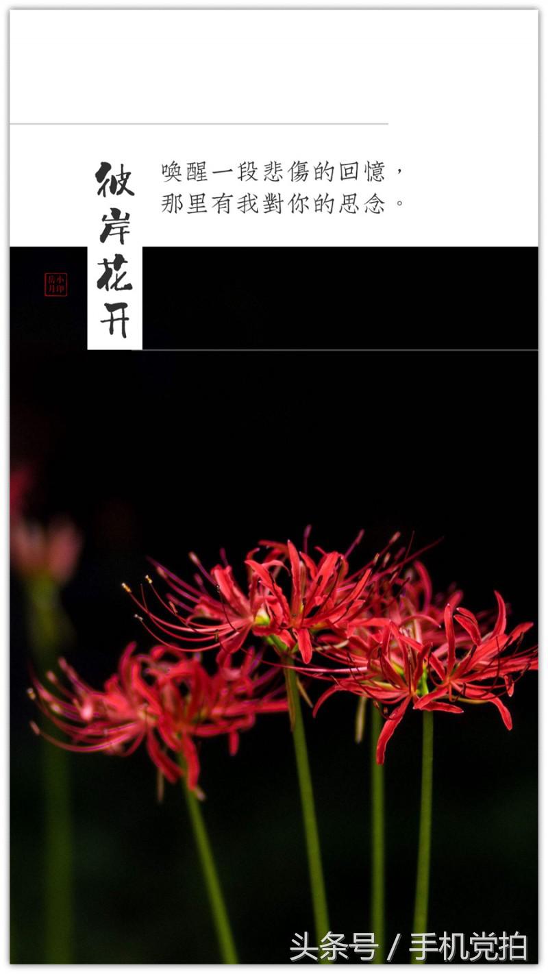 七夕节适合表白的数字浪漫,七夕送玫瑰花卡片写什么情话