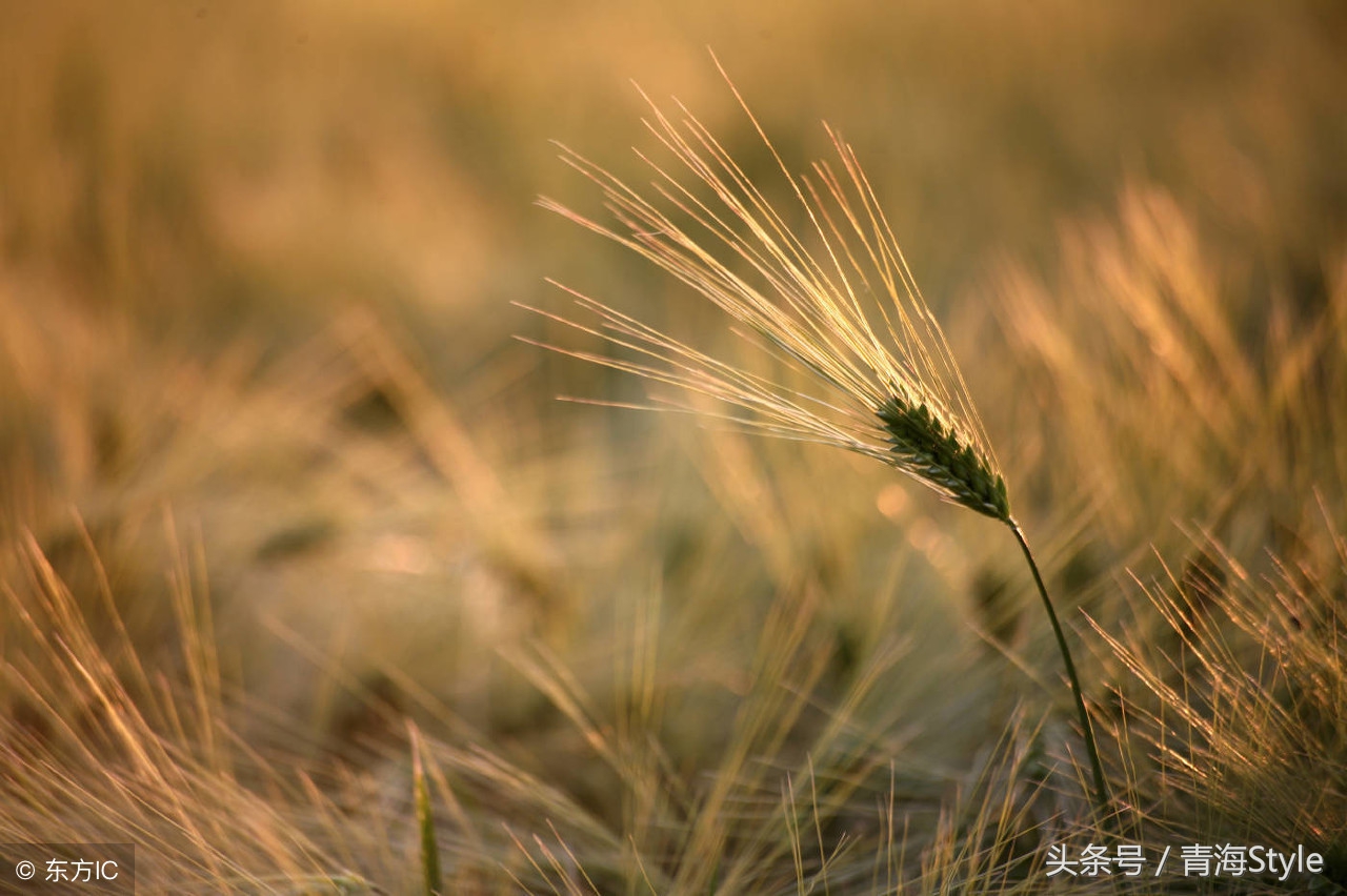 青稞酒的历史，“酒大工”和“曲大工”的传奇！互助大曲了解下？