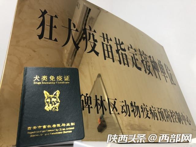 流浪狗不处理会有什么后果,流浪狗办狗证后咬人不承认