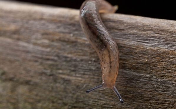 哪里流血粘哪里,这种止血方式太“*力暴**”,灵感竟来自鼻涕虫?