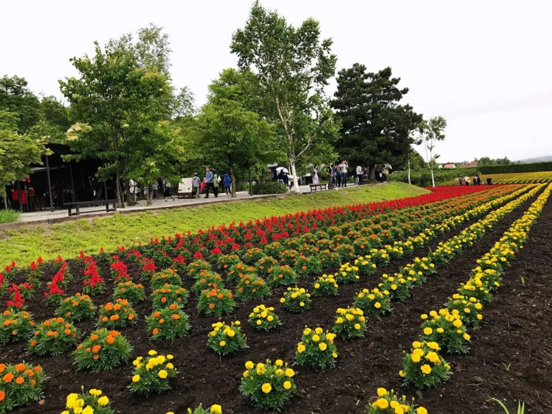 北海道樱花谷游玩攻略,北海道日式汤泉
