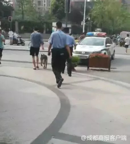 被狗咬禁养犬,13岁少年被牧羊犬咬