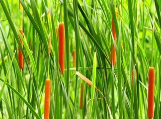 顽固性野草用什么除草剂,能杀灭一切野草杂草的特效除草剂