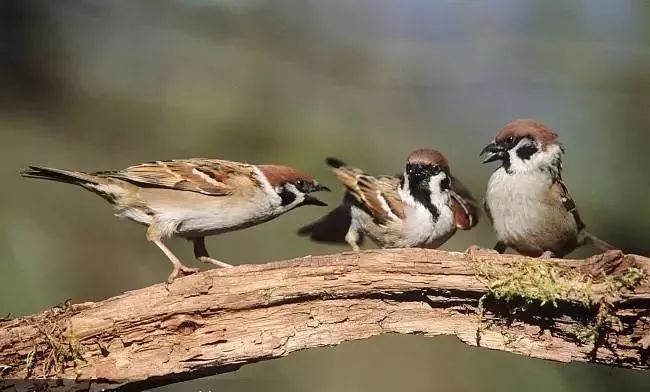 麻雀欢歌合唱,雀跃的麻雀
