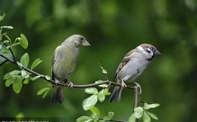 麻雀欢歌合唱,雀跃的麻雀