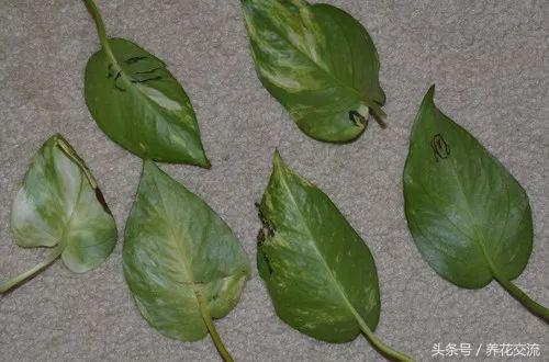 绿萝水培到土培注意事项,水培绿萝的十大禁忌