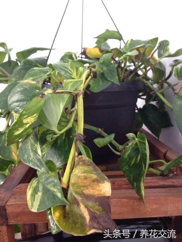 绿萝水培到土培注意事项,水培绿萝的十大禁忌