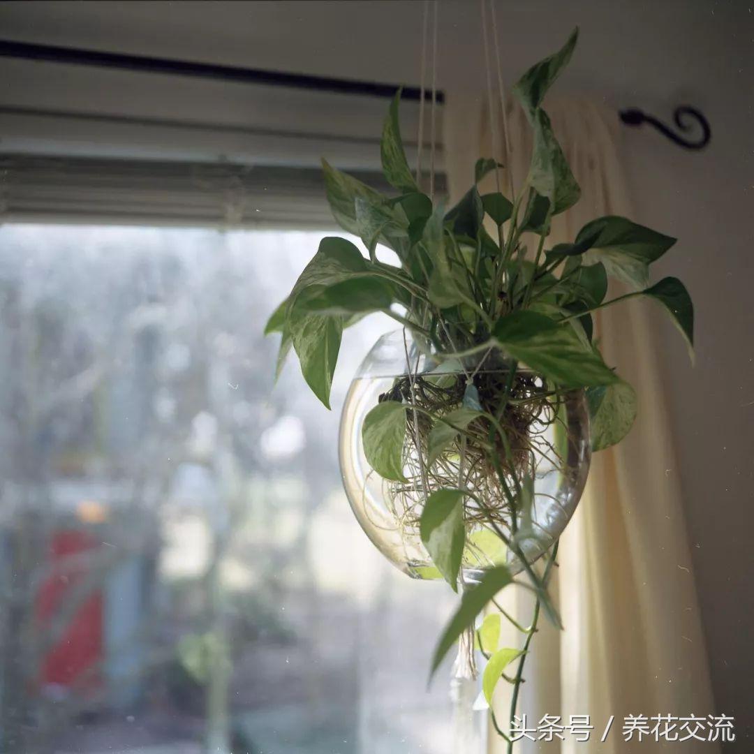 绿萝水培到土培注意事项,水培绿萝的十大禁忌