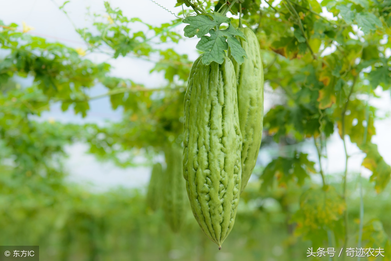 幸福的苦瓜图片,幸福的冬瓜虾仁汤