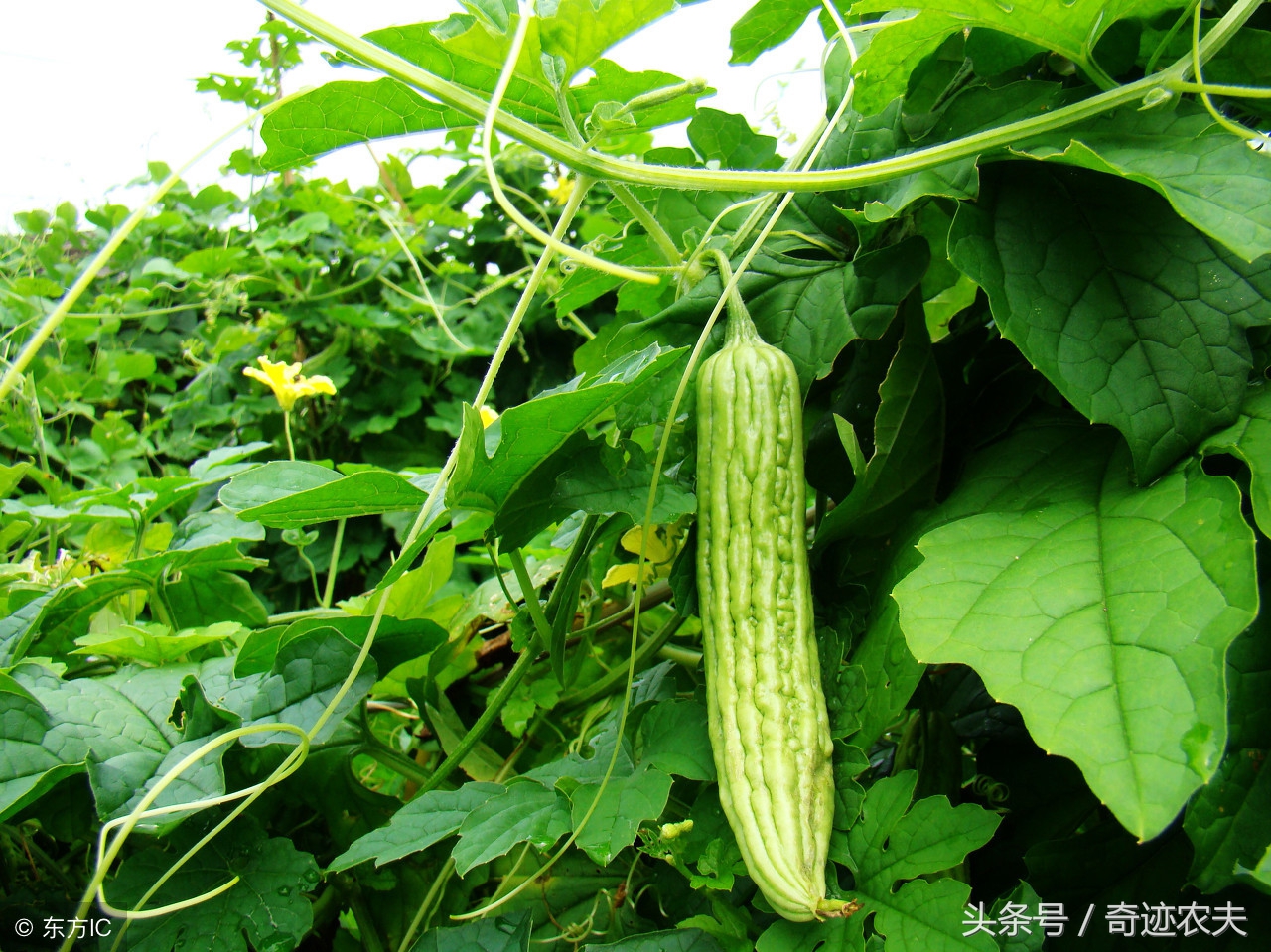 幸福的苦瓜图片,幸福的冬瓜虾仁汤